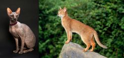 Don Sphynx vs Abyssinian - Breed Comparison