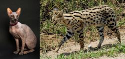 Don Sphynx vs African Serval - Breed Comparison