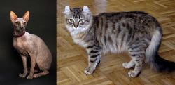 Don Sphynx vs American Curl - Breed Comparison