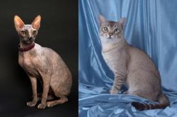 Don Sphynx vs American Keuda - Breed Comparison