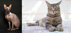 Don Sphynx vs American Polydactyl - Breed Comparison
