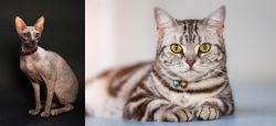 Don Sphynx vs American Shorthair - Breed Comparison