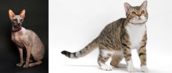 Don Sphynx vs American Wirehair - Breed Comparison