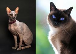 Don Sphynx vs Applehead Siamese - Breed Comparison