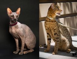 Don Sphynx vs Ashera - Breed Comparison