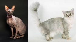 Don Sphynx vs Asian Semi-Longhair - Breed Comparison