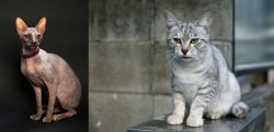 Don Sphynx vs Australian Mist - Breed Comparison