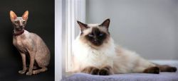 Don Sphynx vs Balinese - Breed Comparison