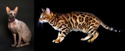 Don Sphynx vs Bengal - Breed Comparison