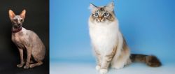 Don Sphynx vs Birman - Breed Comparison