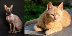 Don Sphynx vs Brazilian Shorthair - Breed Comparison