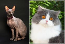Don Sphynx vs British Longhair - Breed Comparison
