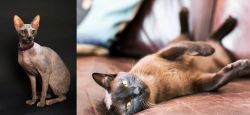 Don Sphynx vs Burmese - Breed Comparison