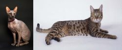 Don Sphynx vs California Spangled Cat - Breed Comparison