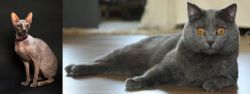 Don Sphynx vs Chartreux - Breed Comparison