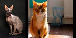 Don Sphynx vs Chausie - Breed Comparison