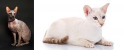 Don Sphynx vs Colorpoint Shorthair - Breed Comparison