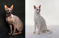 Don Sphynx vs Cornish Rex - Breed Comparison