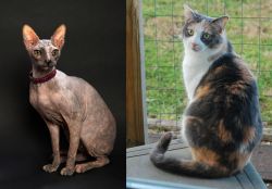 Don Sphynx vs Dilute Calico - Breed Comparison