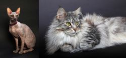 Don Sphynx vs Domestic Longhaired Cat - Breed Comparison