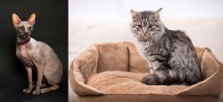 Don Sphynx vs Domestic Mediumhair - Breed Comparison