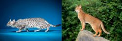 Egyptian Mau vs Abyssinian - Breed Comparison