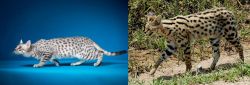 Egyptian Mau vs African Serval - Breed Comparison