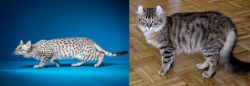 Egyptian Mau vs American Curl - Breed Comparison