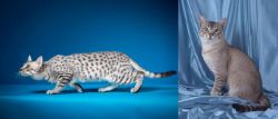 Egyptian Mau vs American Keuda - Breed Comparison