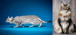 Egyptian Mau vs American Longhair - Breed Comparison