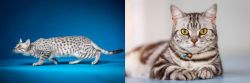 Egyptian Mau vs American Shorthair - Breed Comparison
