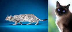 Egyptian Mau vs Applehead Siamese - Breed Comparison