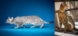 Egyptian Mau vs Ashera - Breed Comparison