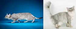 Egyptian Mau vs Asian Semi-Longhair - Breed Comparison
