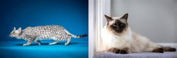 Egyptian Mau vs Balinese - Breed Comparison