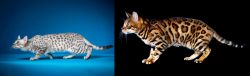 Egyptian Mau vs Bengal - Breed Comparison
