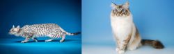 Egyptian Mau vs Birman - Breed Comparison