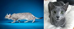 Egyptian Mau vs Blue Russian - Breed Comparison