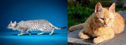 Egyptian Mau vs Brazilian Shorthair - Breed Comparison