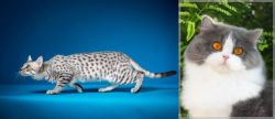 Egyptian Mau vs British Longhair - Breed Comparison
