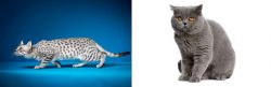 Egyptian Mau vs British Shorthair - Breed Comparison
