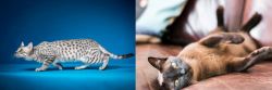 Egyptian Mau vs Burmese - Breed Comparison