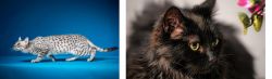 Egyptian Mau vs Chantilly/Tiffany - Breed Comparison