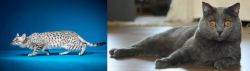 Egyptian Mau vs Chartreux - Breed Comparison