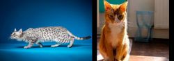 Egyptian Mau vs Chausie - Breed Comparison