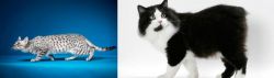 Egyptian Mau vs Cymric - Breed Comparison