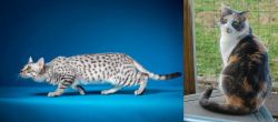 Egyptian Mau vs Dilute Calico - Breed Comparison