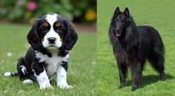 English Cocker Spaniel vs Belgian Shepherd Dog (Groenendael) - Breed Comparison