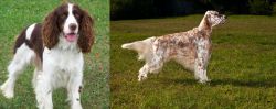 English Springer Spaniel vs English Setter - Breed Comparison