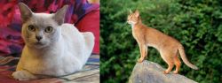 European Burmese vs Abyssinian - Breed Comparison